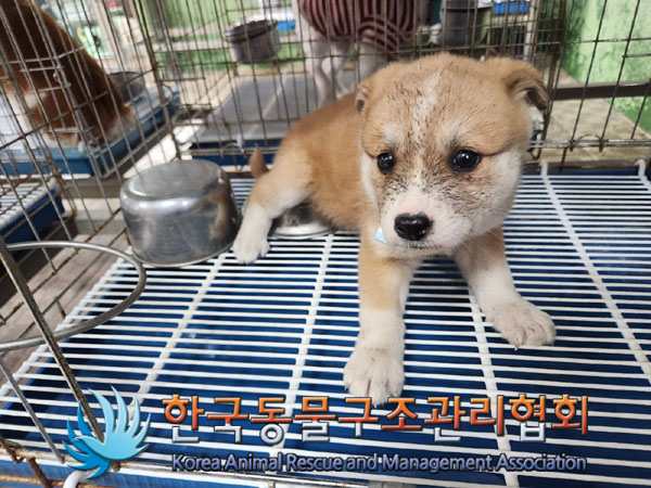 한국동물구조관리협회_441409202300806