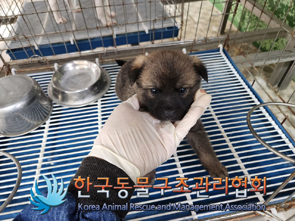한국동물구조관리협회_441409202300814