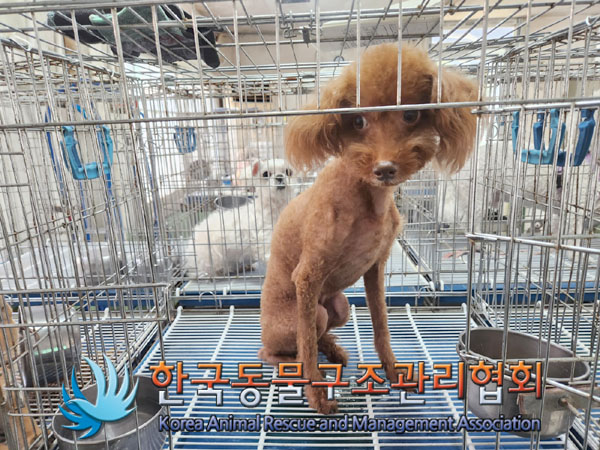 한국동물구조관리협회_411306202300388
