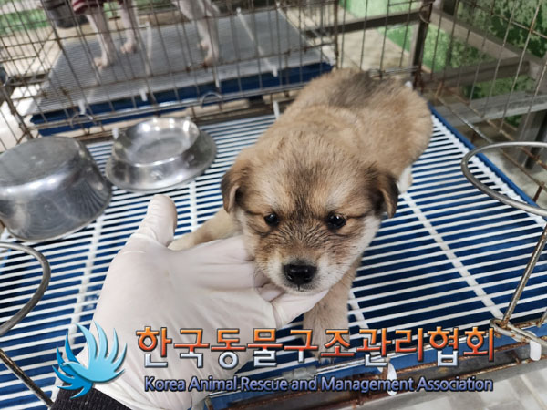 한국동물구조관리협회_441409202300807