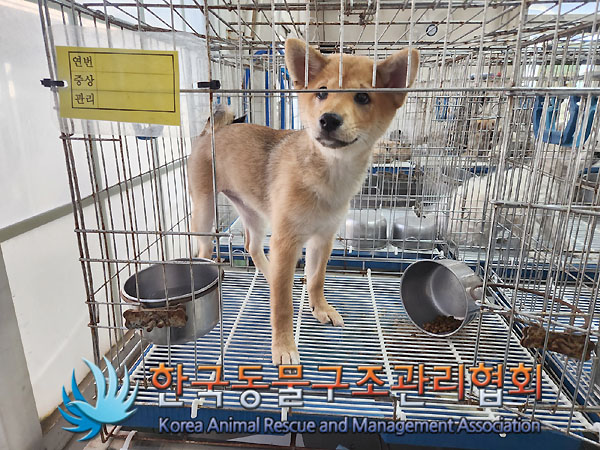 한국동물구조관리협회_411311202300388