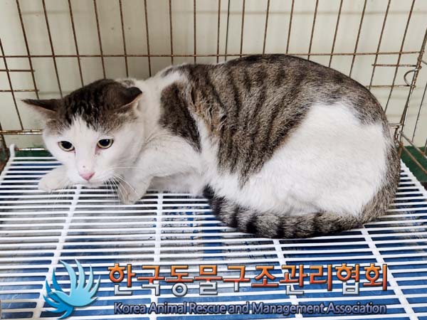 한국동물구조관리협회_411306202300390