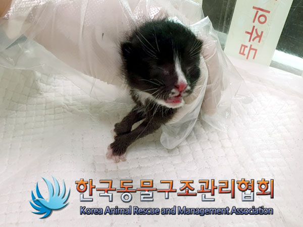 한국동물구조관리협회_441559202300392