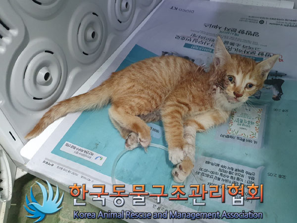한국동물구조관리협회_441560202300656