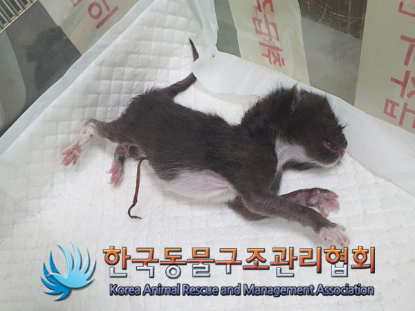 한국동물구조관리협회_441559202300395