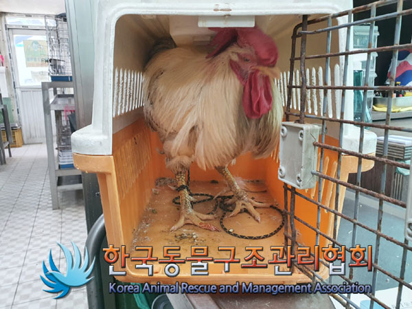 한국동물구조관리협회_411309202300200