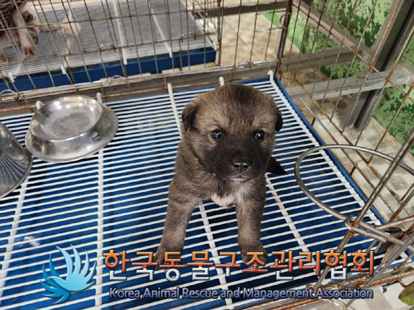 한국동물구조관리협회_441409202300815