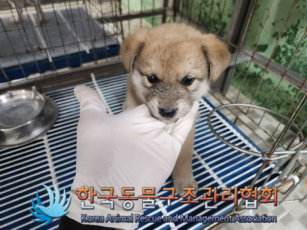 한국동물구조관리협회_441409202300808