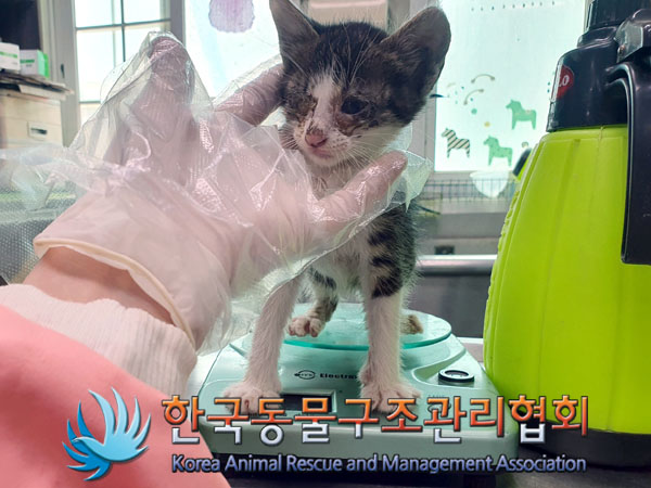 한국동물구조관리협회_441392202300095