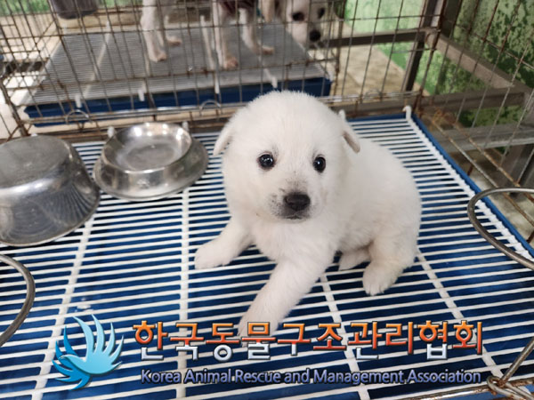 한국동물구조관리협회_441409202300816