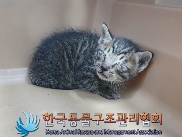 한국동물구조관리협회_411303202300227