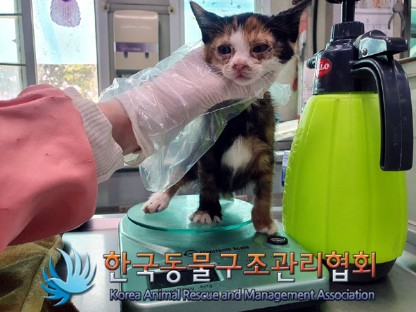 한국동물구조관리협회_441392202300093