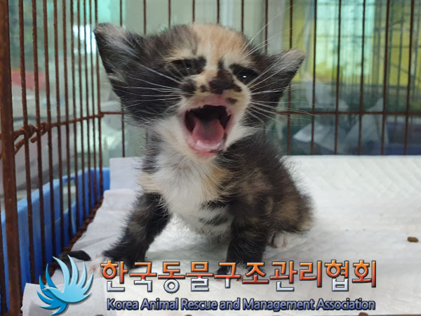 한국동물구조관리협회_441560202300655