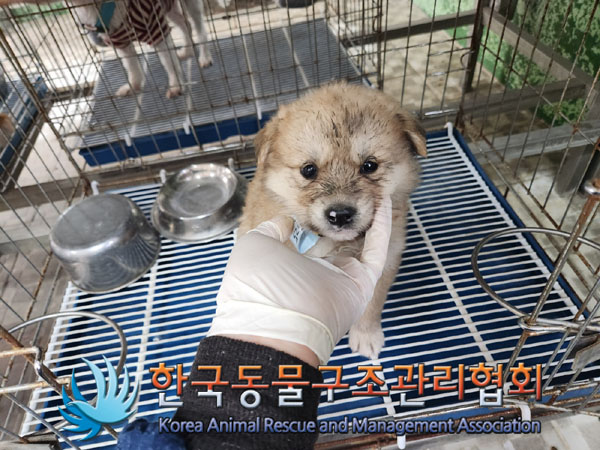 한국동물구조관리협회_441409202300812
