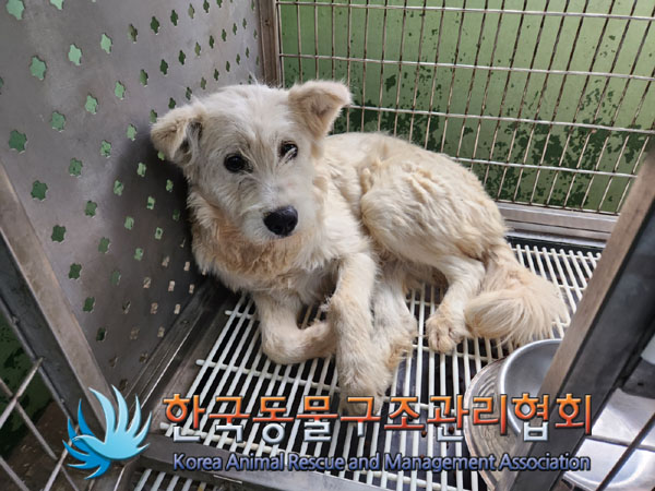 한국동물구조관리협회_441406202300748