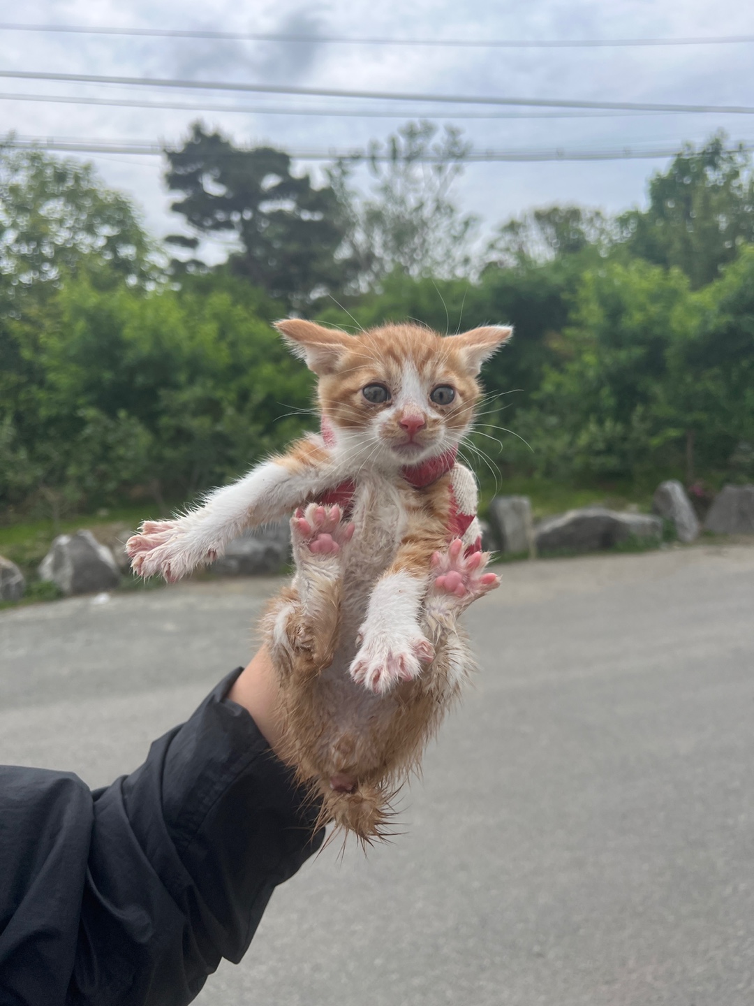 부산동물보호센터_426325202300151