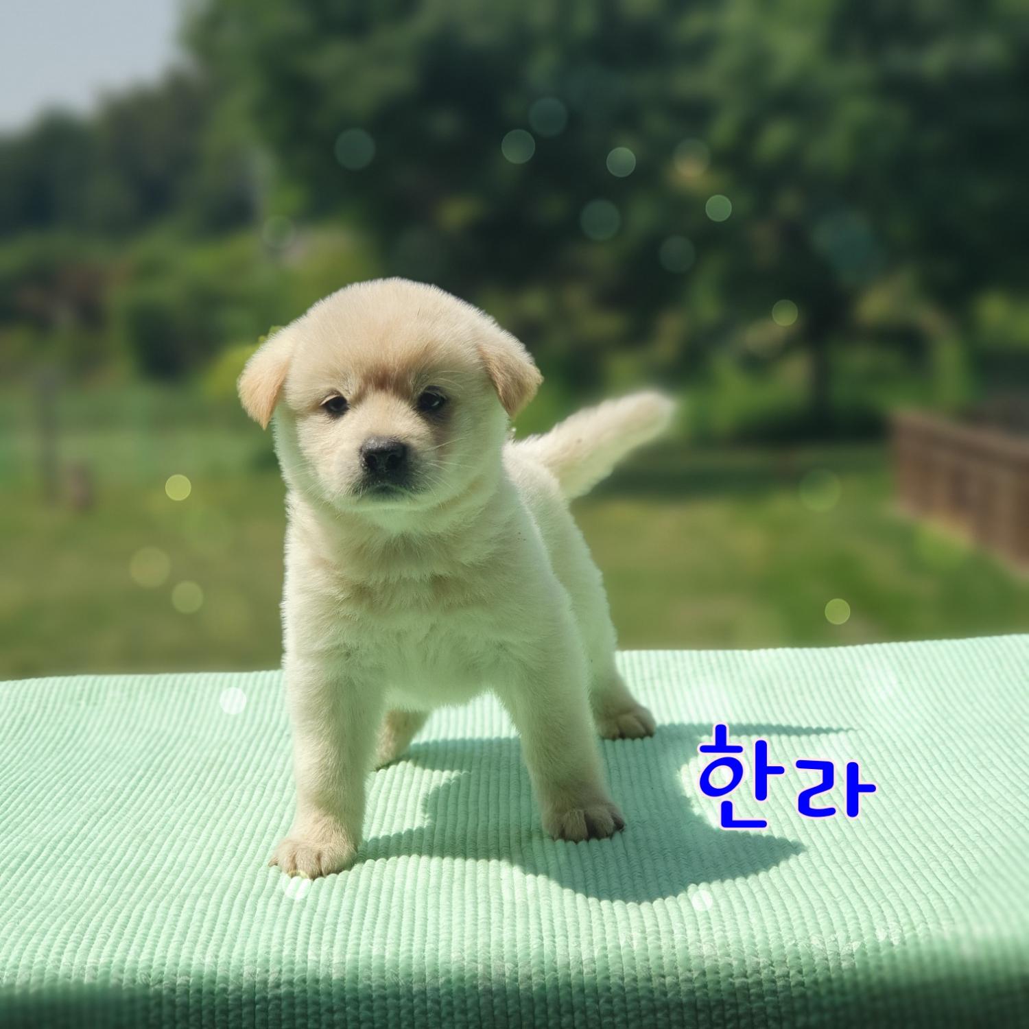 군산유기동물보호센터_445467202300901