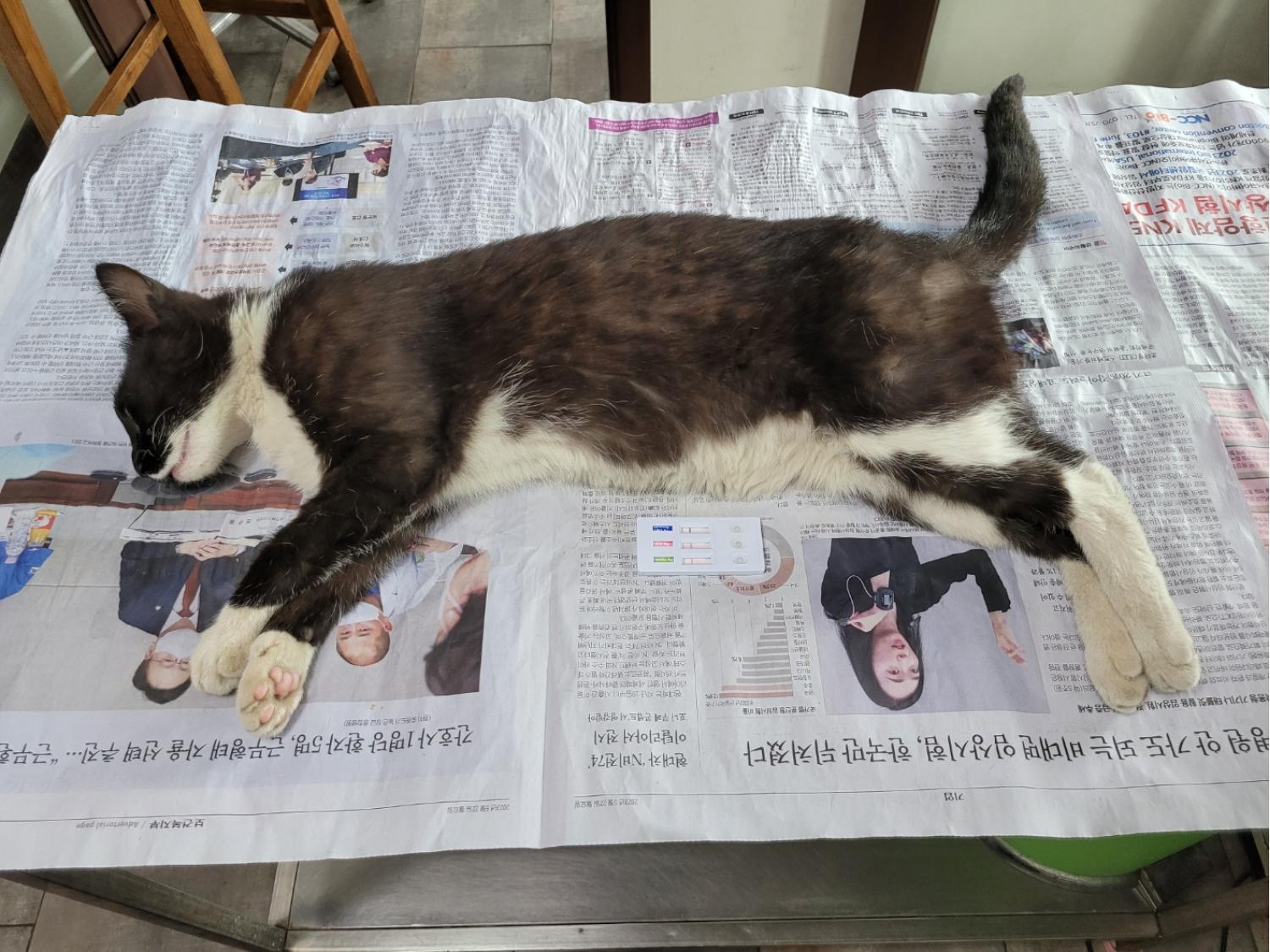 하남동물병원_441404202300266