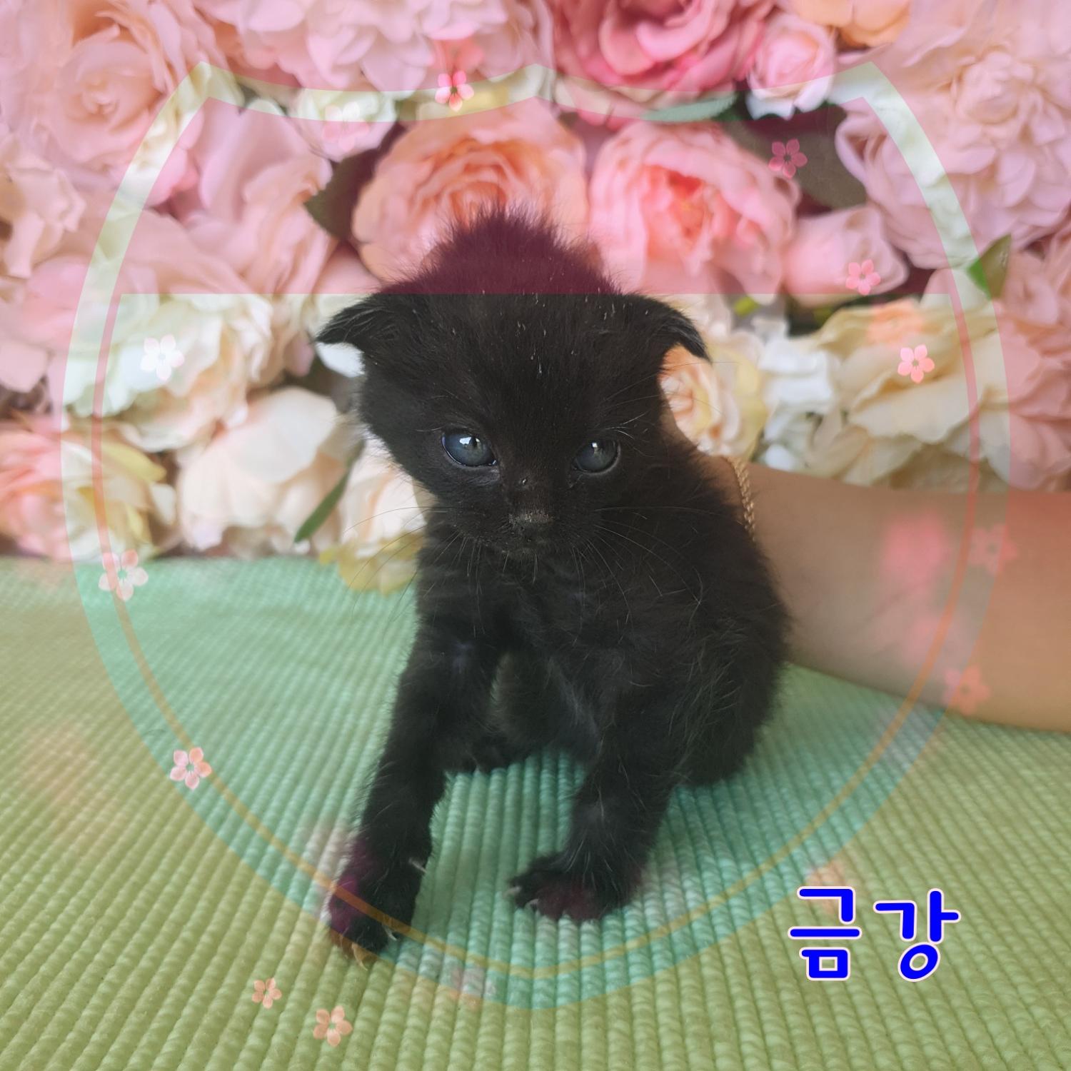 군산유기동물보호센터_445467202300904