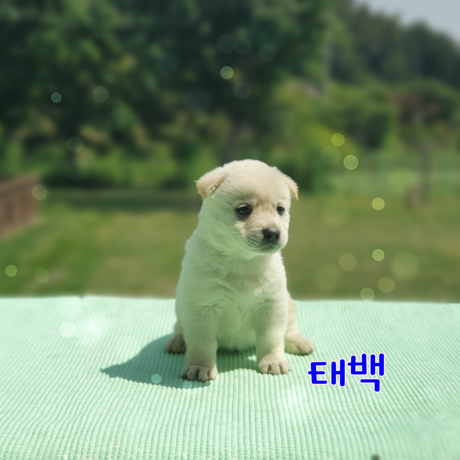 군산유기동물보호센터_445467202300902
