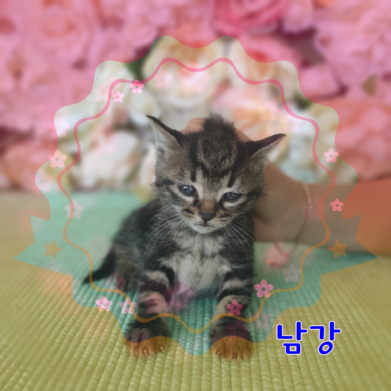 군산유기동물보호센터_445467202300907