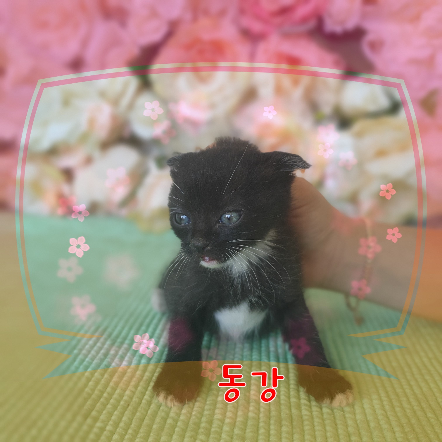 군산유기동물보호센터_445467202300906
