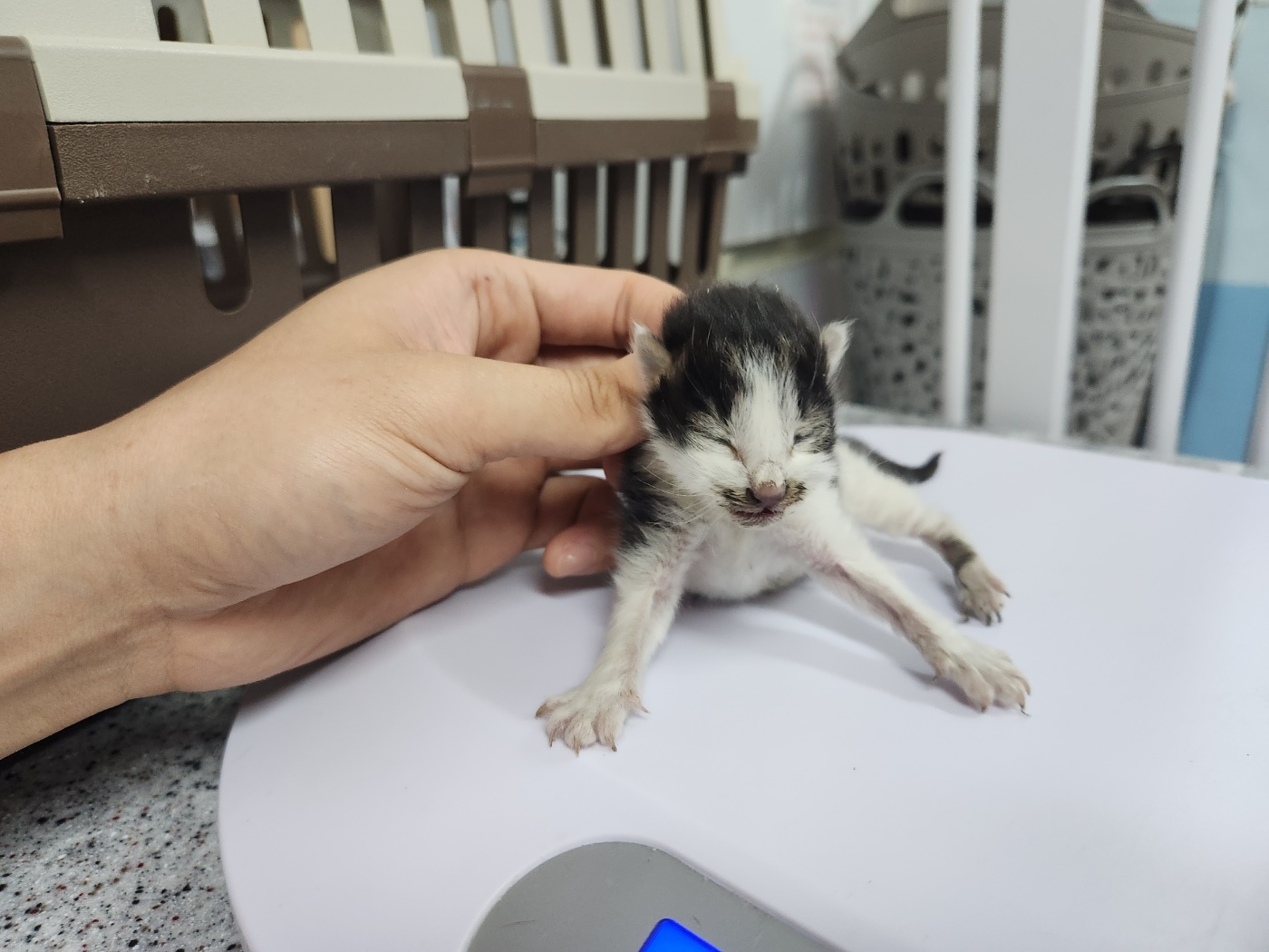 광주 동물보호소_429363202300431