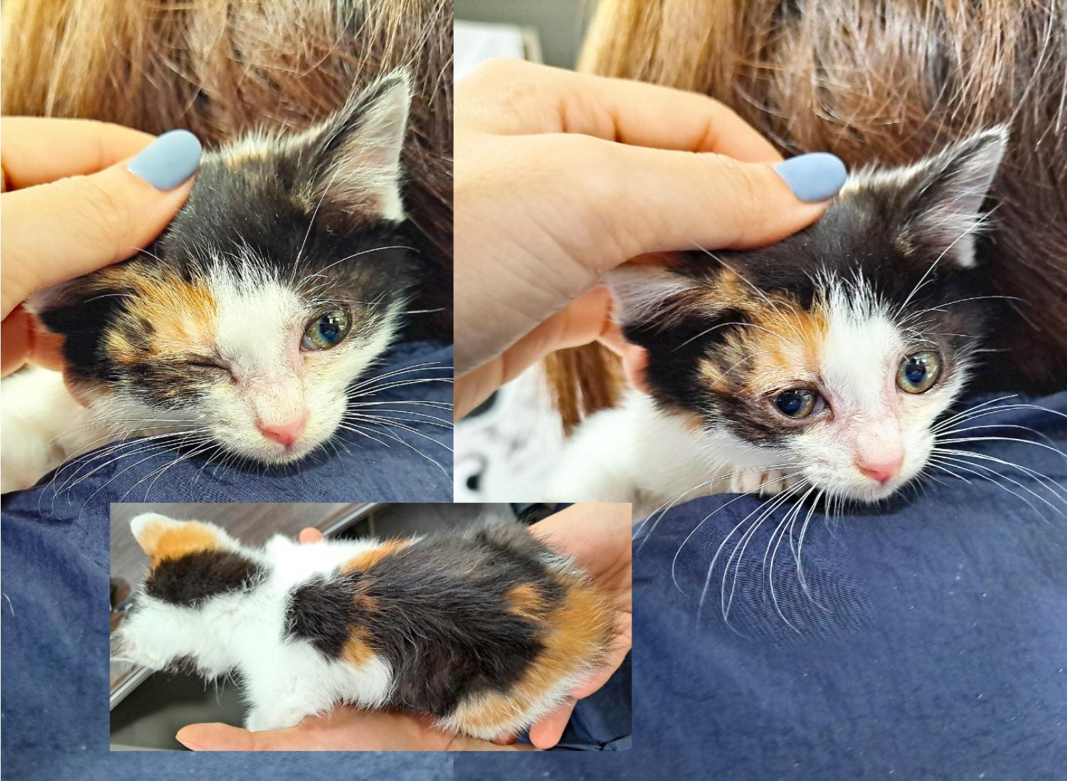 [고양이] 한국 고양이 경북-포항-2023-00446 유기동물 배경 이미지 입니다.