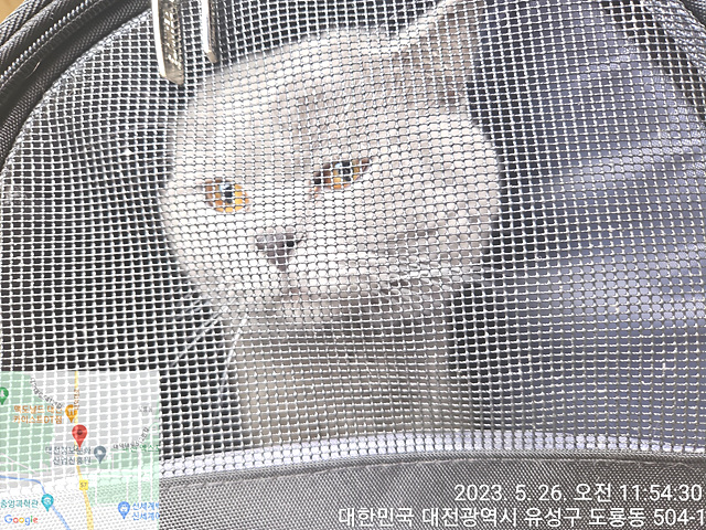 대전동물보호센터_430367202300316