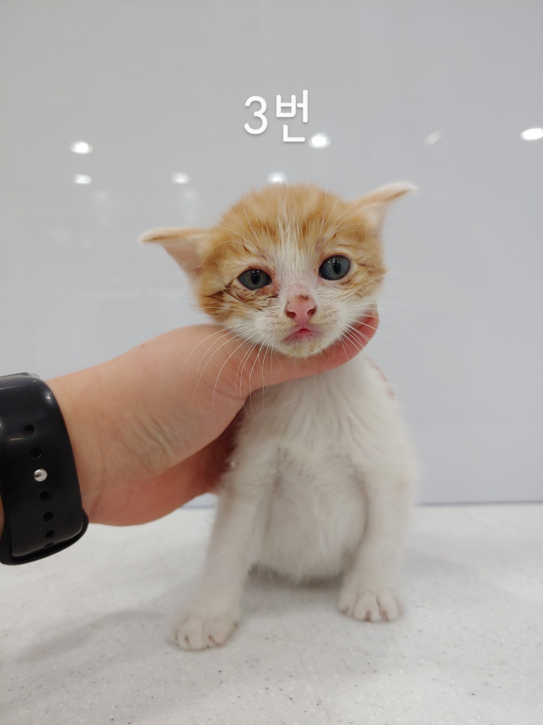 사랑동물병원_431370202300464