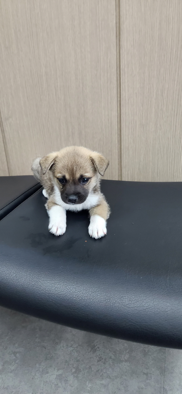 익산유기동물보호소_445468202301143