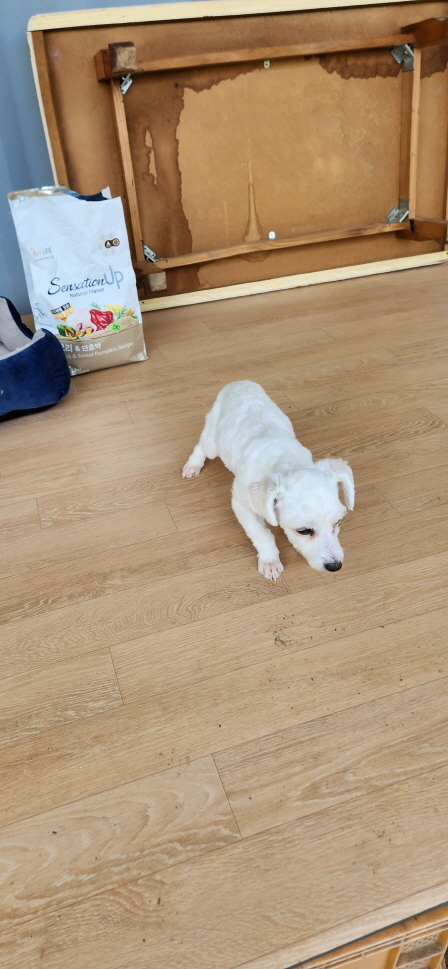 익산유기동물보호소_445468202301144