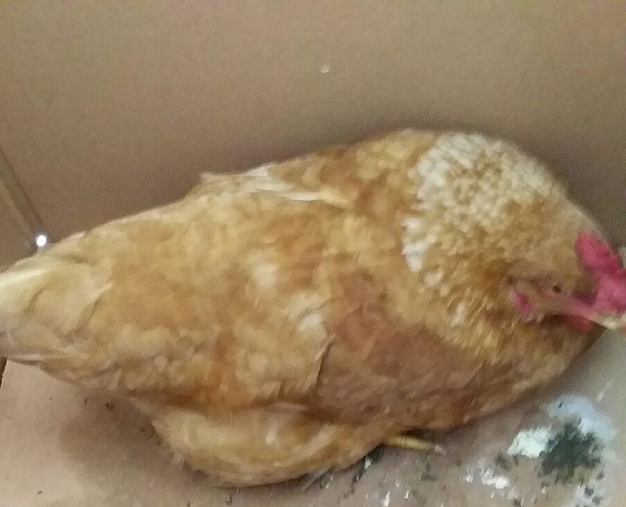 대구유기동물보호협회_427347202300444