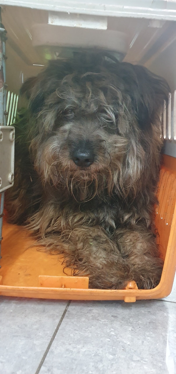 펫앤쉘터동물병원_441378202300905