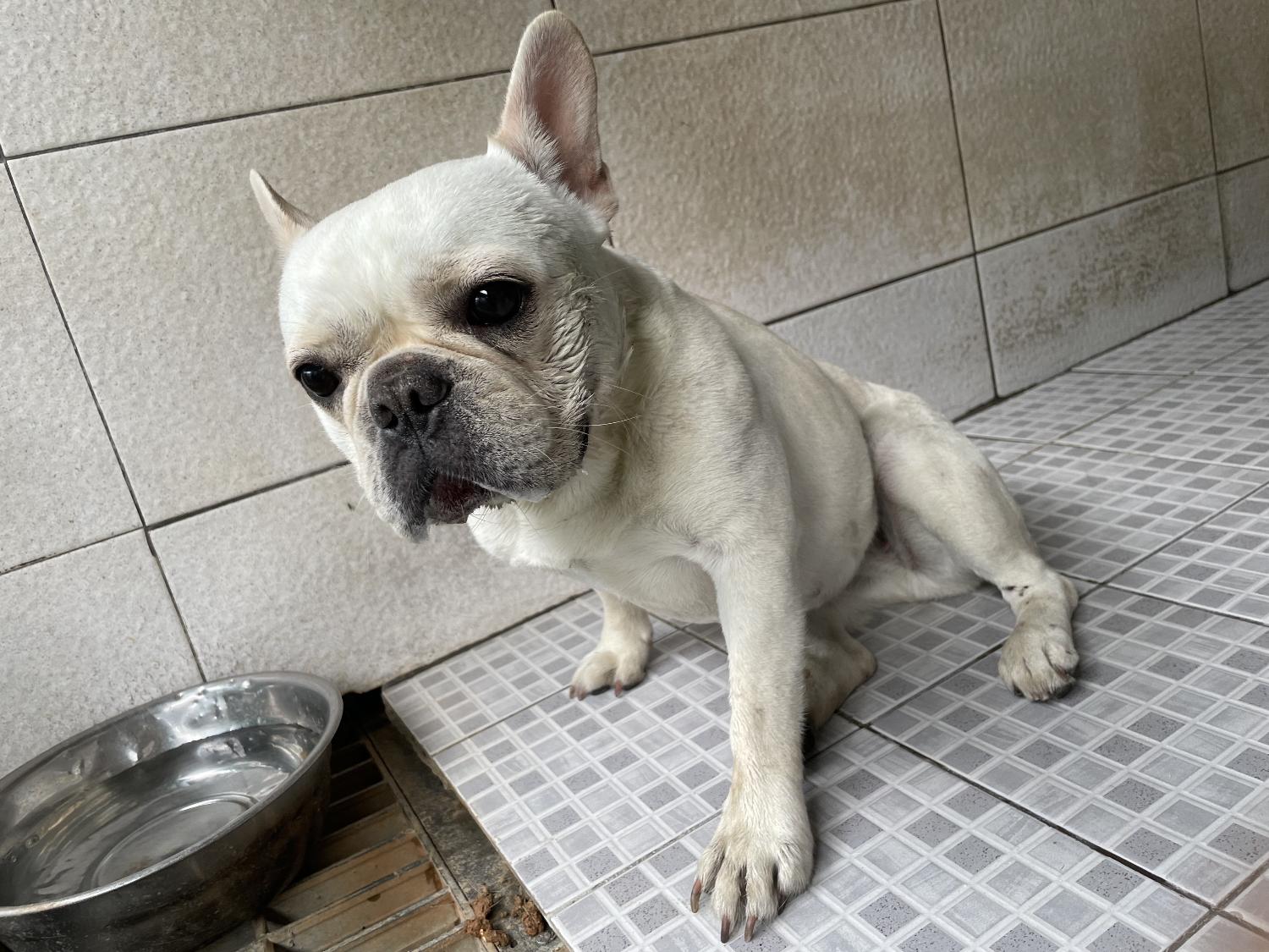 광주 동물보호소_429360202300462