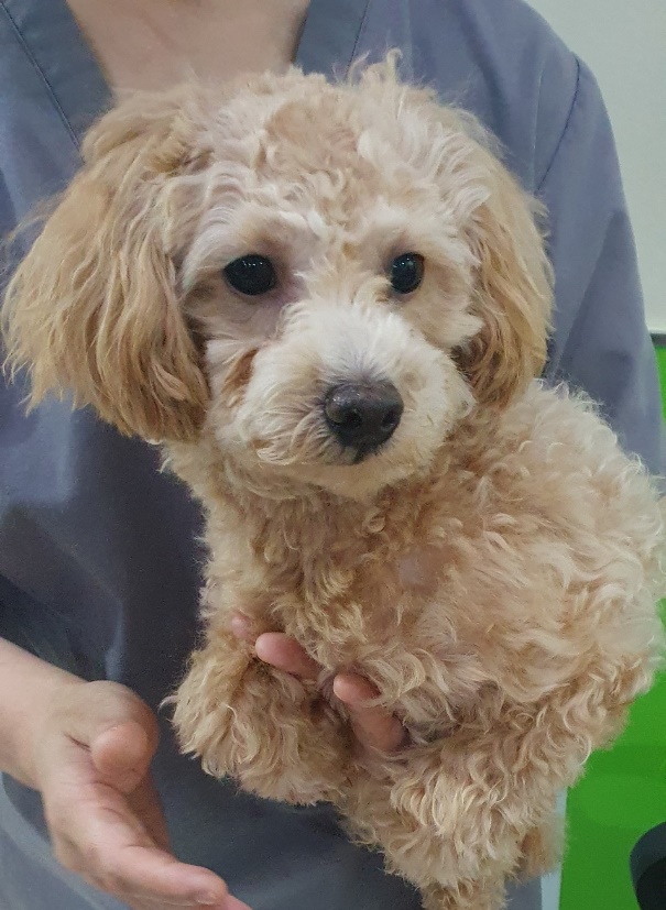 펫앤쉘터동물병원_441378202300907