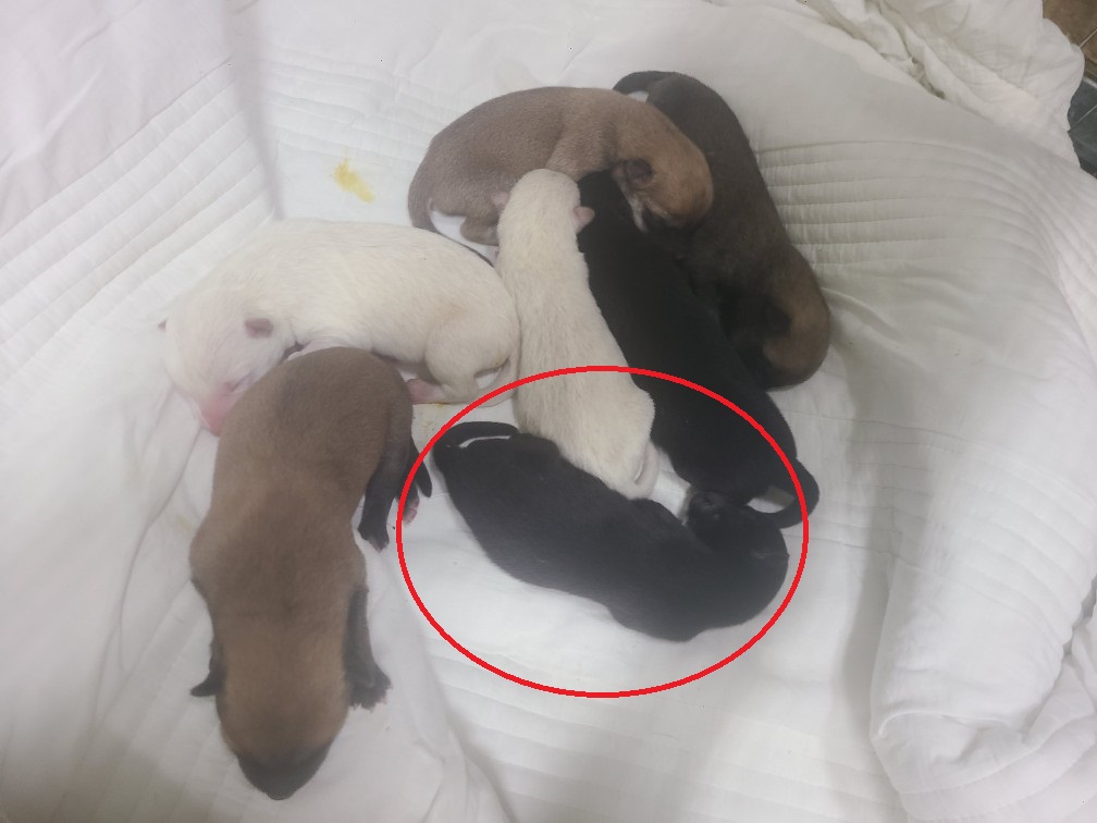 진해유기동물보호소_448532202300398