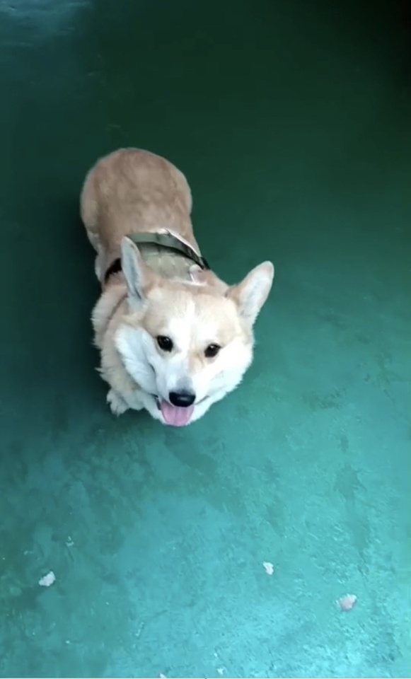 (사)영일동물플러스_447502202300530