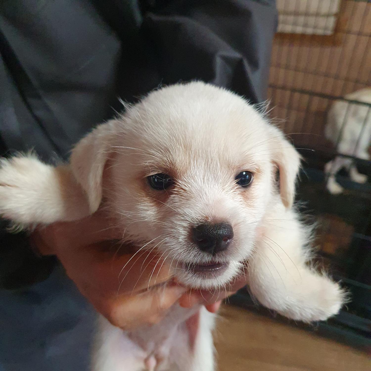 구미시 동물보호센터_447508202300718
