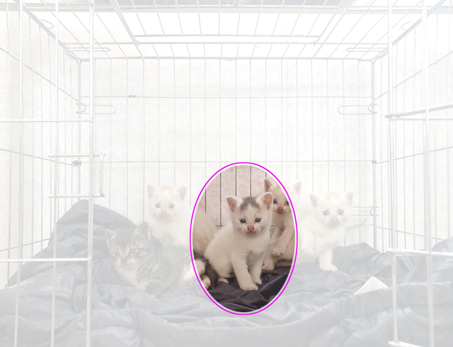위더스 동물보호센터_441407202300391