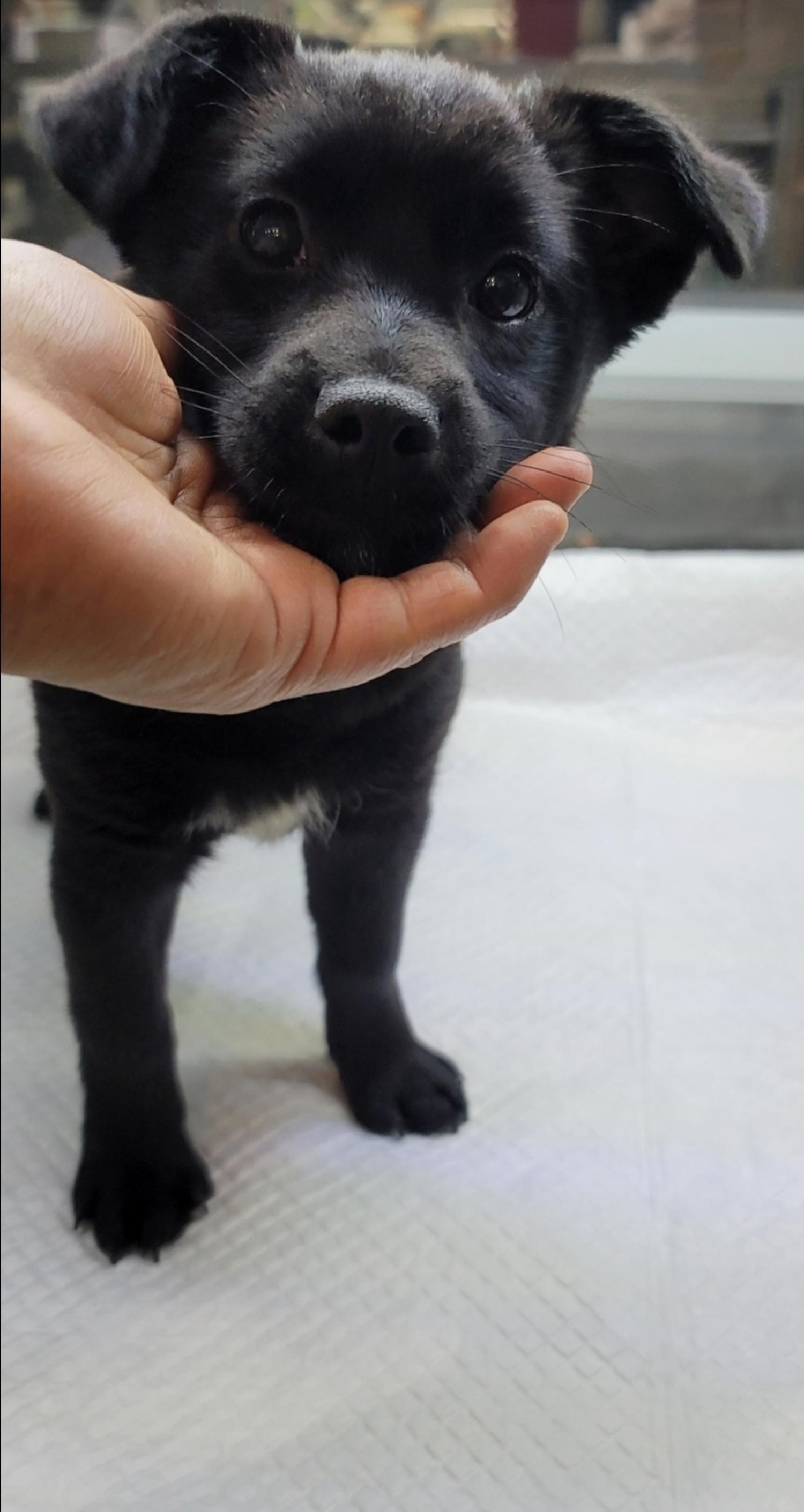 유기동물보호센터_447507202300063