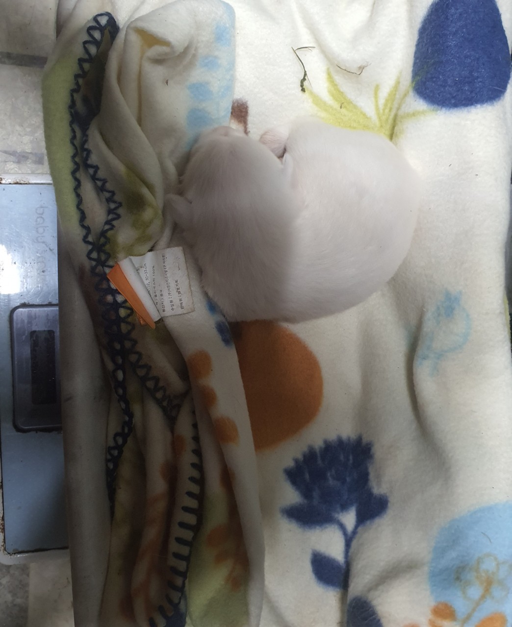 김천시 동물보호센터_447506202300161