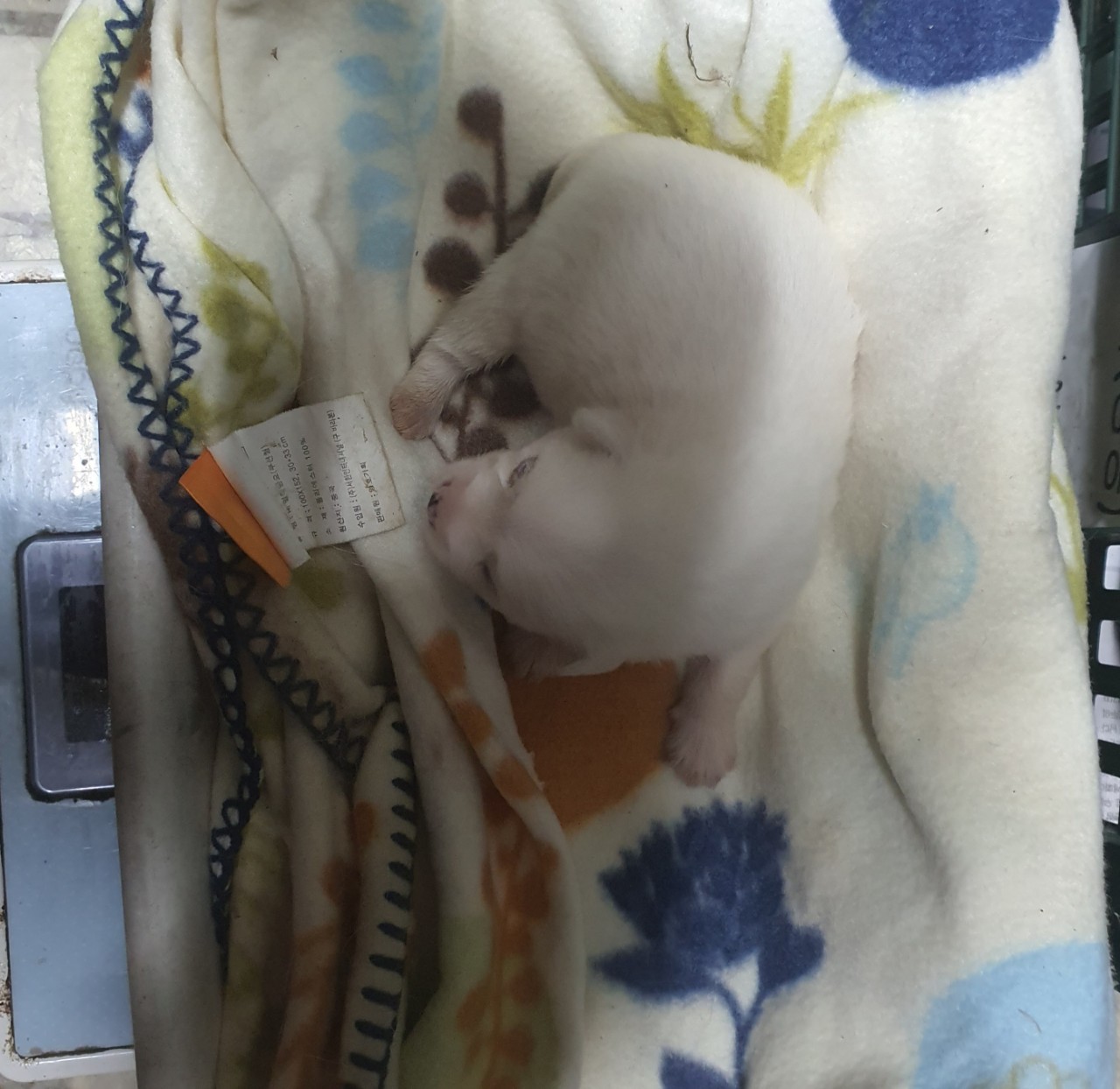 김천시 동물보호센터_447506202300164