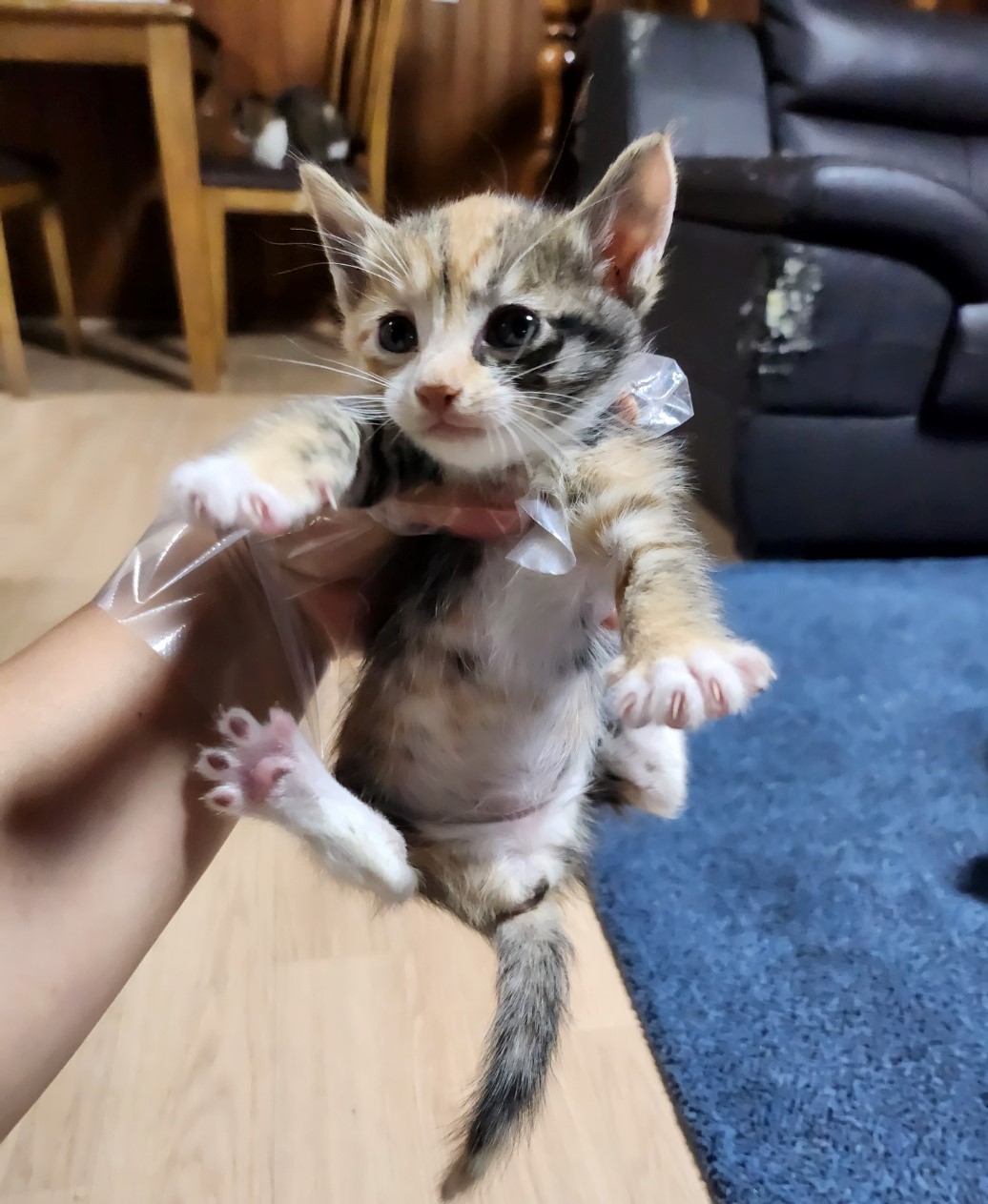울산유기동물보호센터_431371202300232