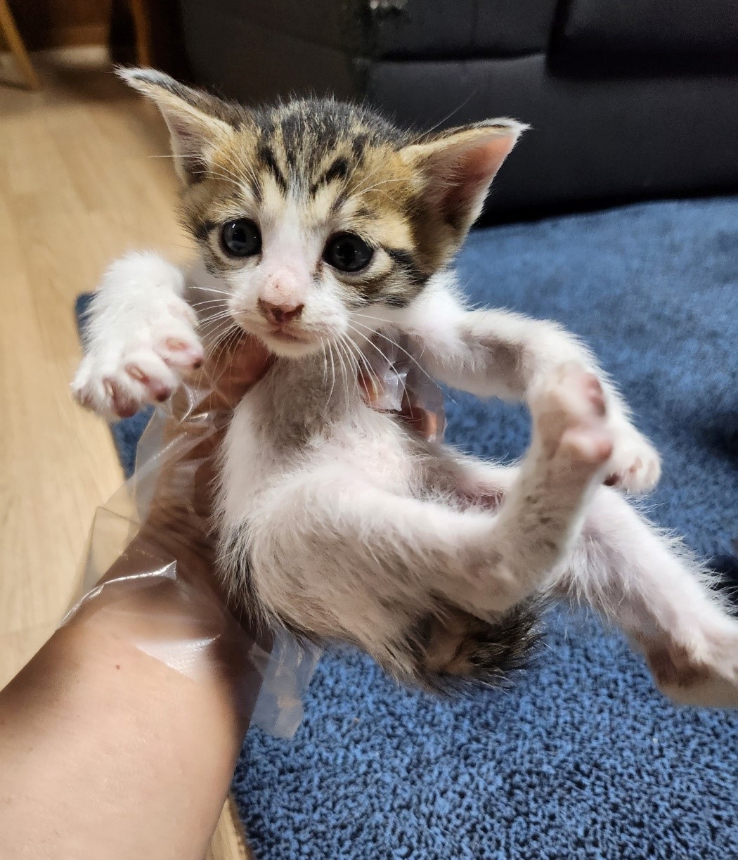 울산유기동물보호센터_431371202300230