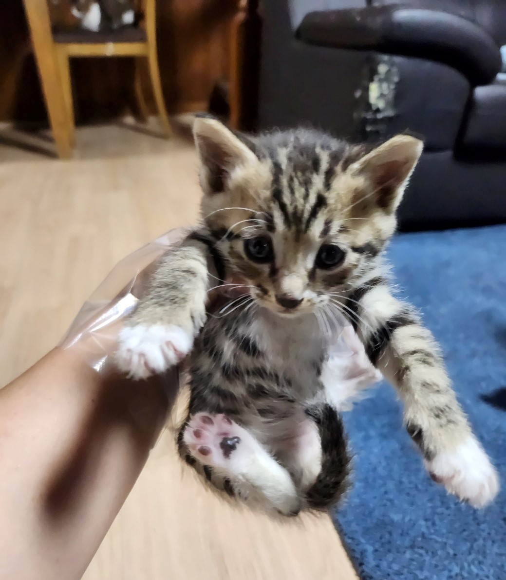 울산유기동물보호센터_431371202300231