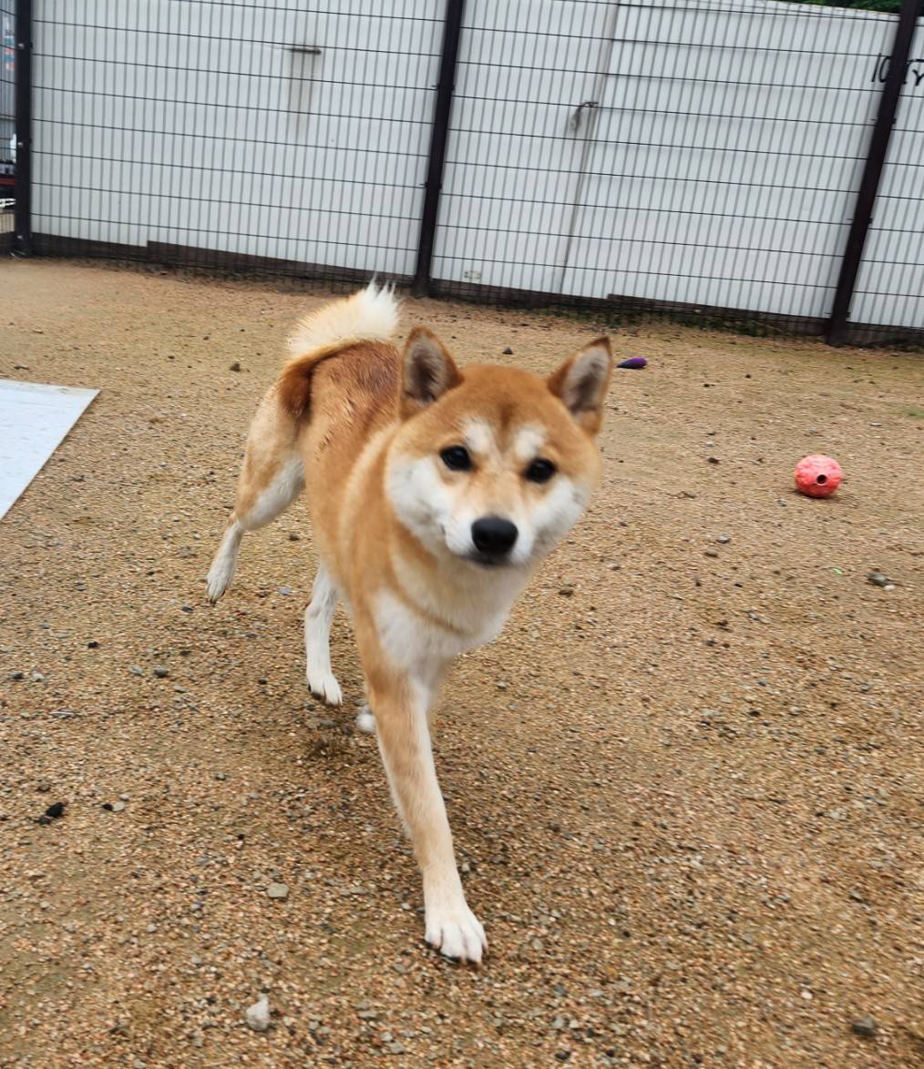 한국야생동물보호협회_441393202300905