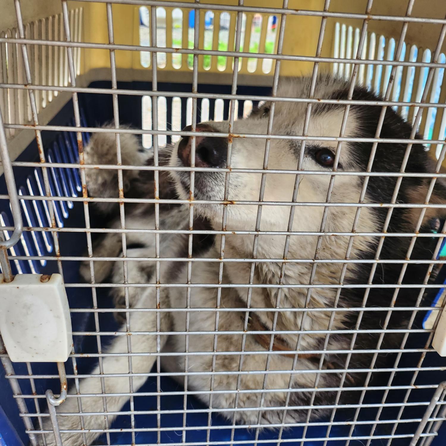 울산유기동물보호센터_431373202300553