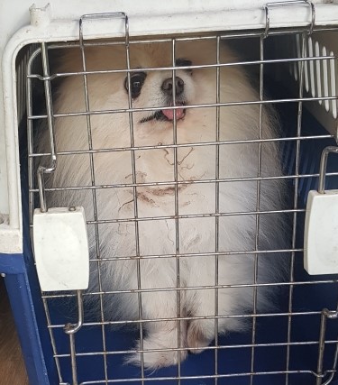 대구유기동물보호협회_427344202300165