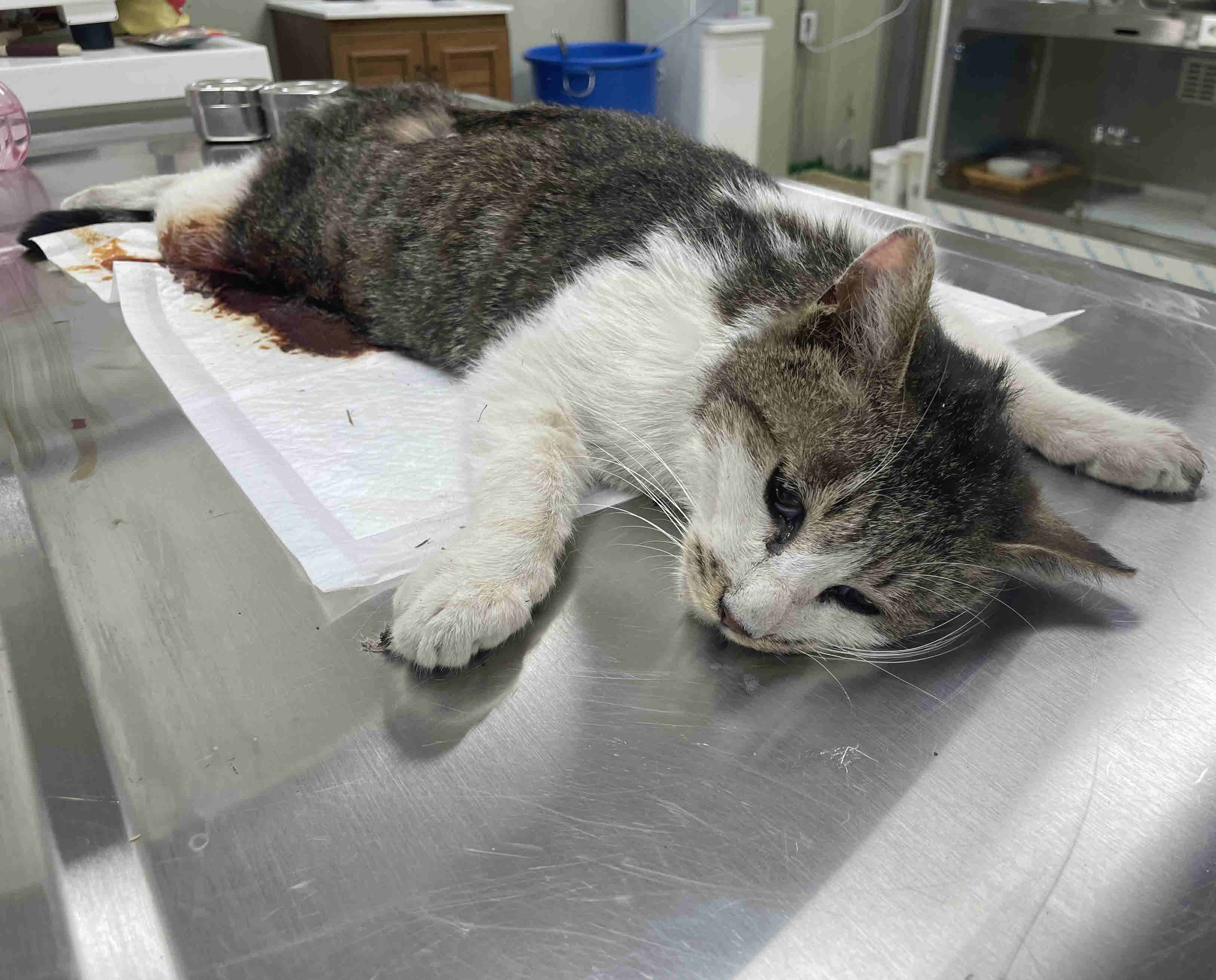 남양주시동물보호센터_441399202301343